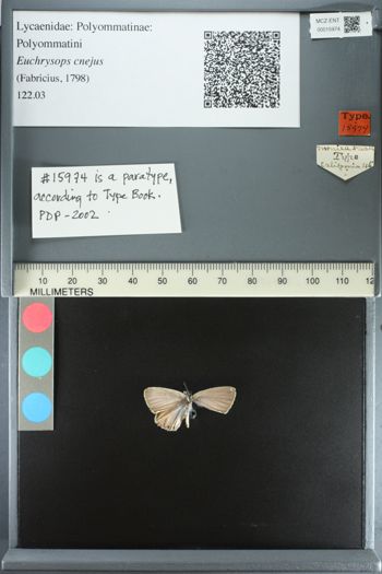 Media type: image;   Entomology 15974